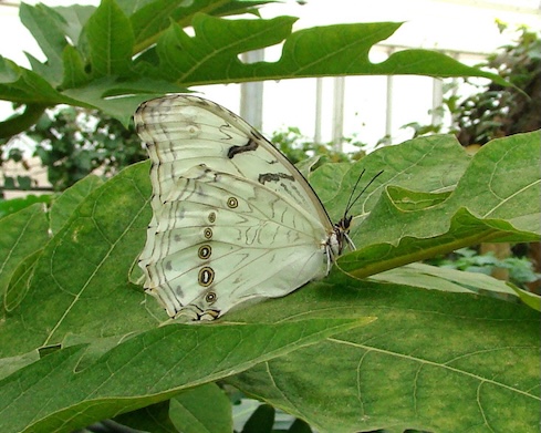 white morpho